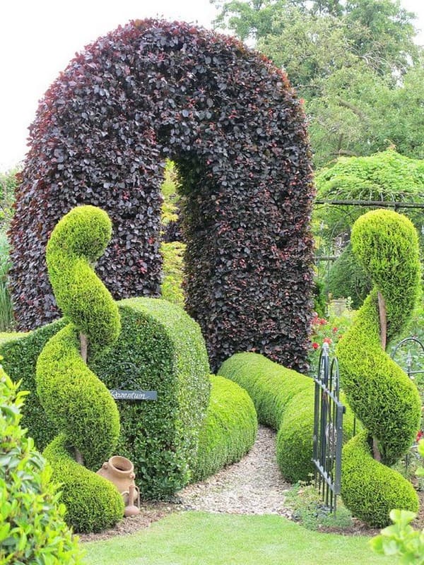 coupe de cheveux bouclés de conifères