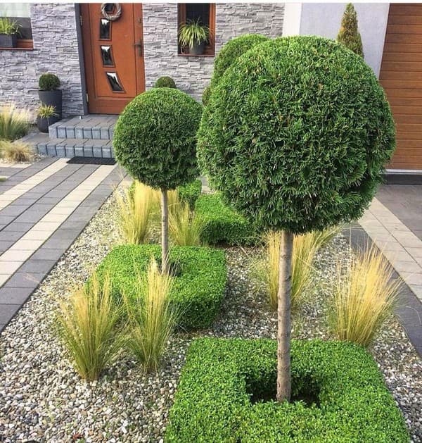 coupe de cheveux bouclés de conifères