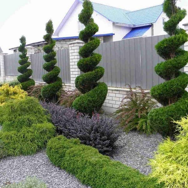 coupe de cheveux bouclés de conifères