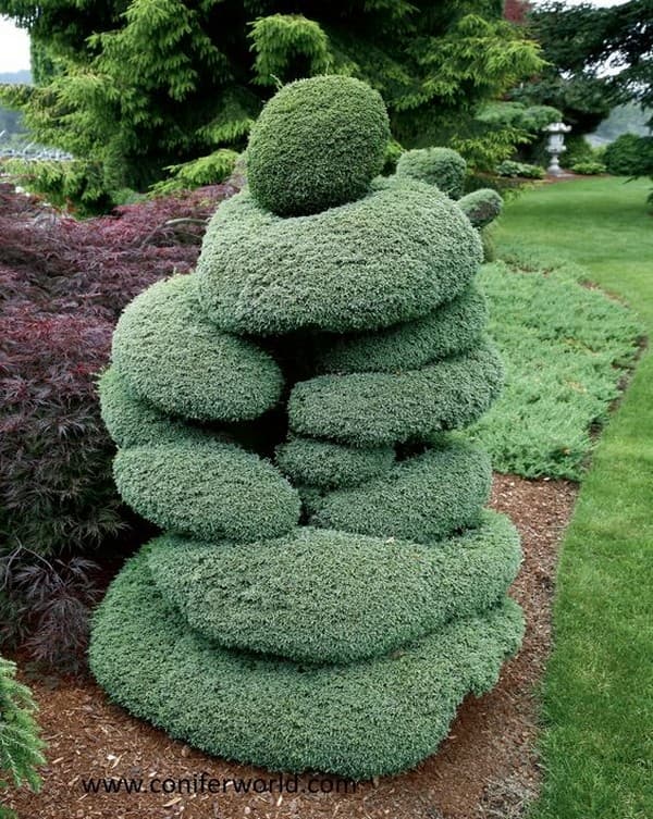 coupe de cheveux bouclés de conifères