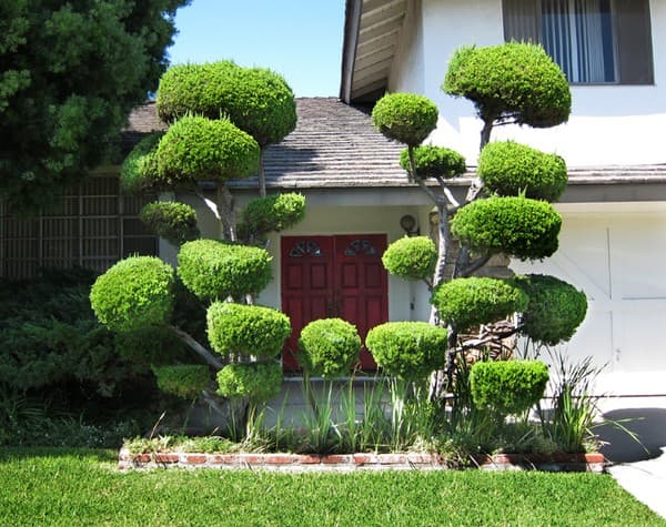 coupe de cheveux bouclés de conifères