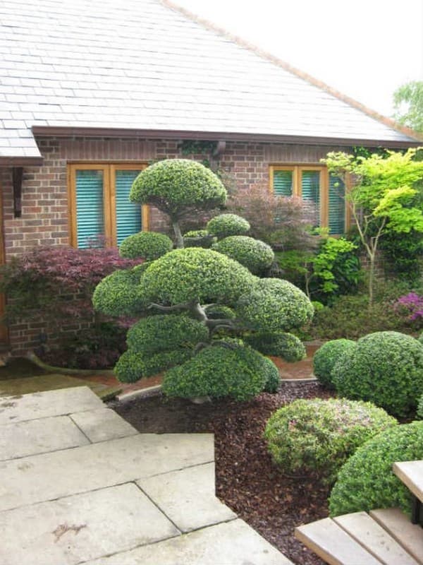 coupe de cheveux bouclés de conifères