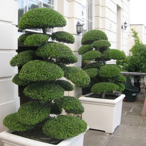 coupe de cheveux bouclés de conifères