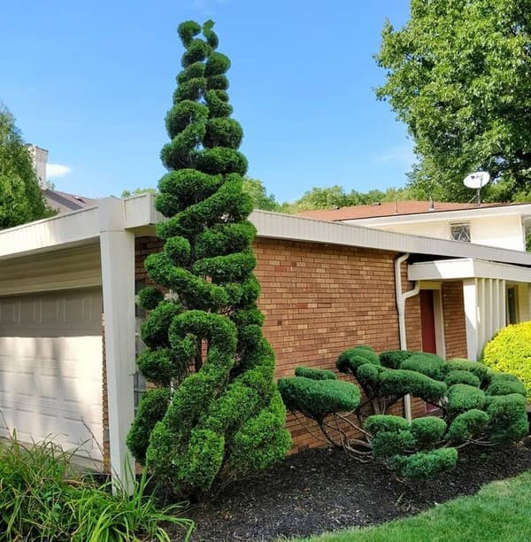 coupe de cheveux bouclés de conifères