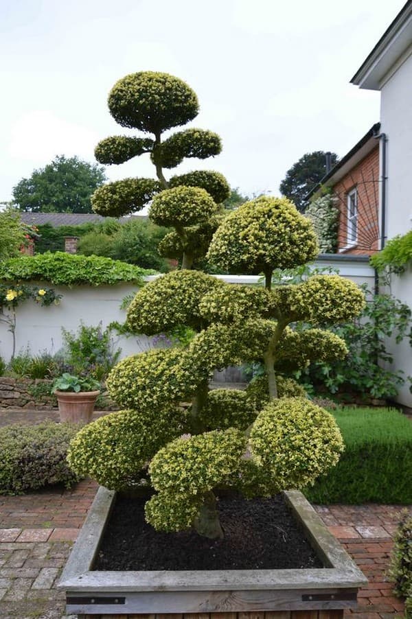 coupe de cheveux bouclés de conifères