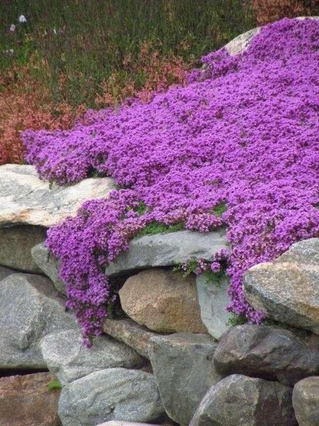 Beaux parterres de fleurs près de la maison