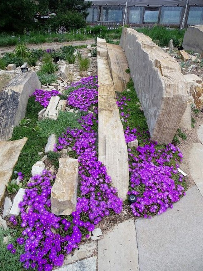 Beaux parterres de fleurs près de la maison