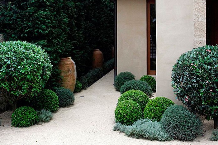 Le buis en aménagement paysager