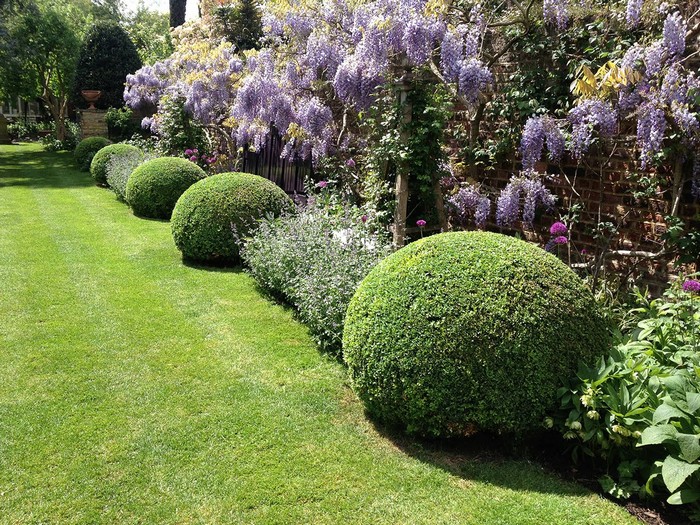 Le buis en aménagement paysager