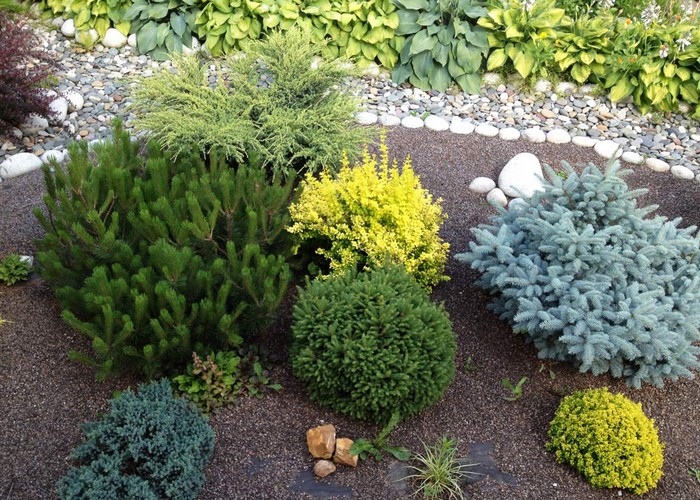 Conifères dans l'aménagement paysager
