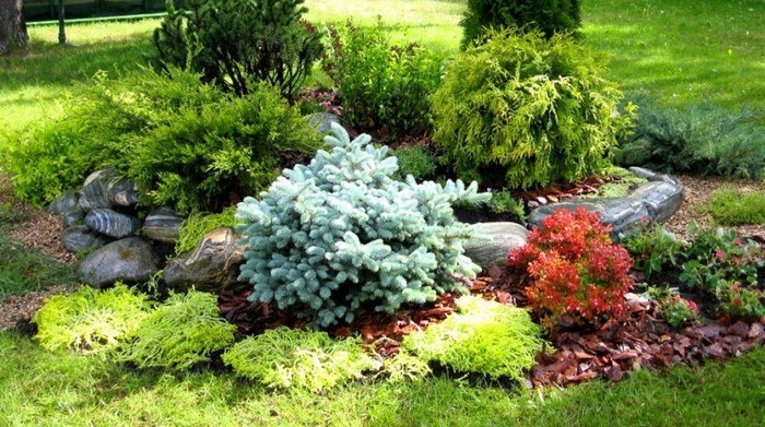 Conifères dans l'aménagement paysager