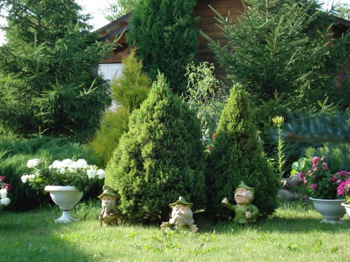 Conifères dans l'aménagement paysager