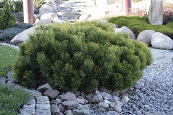 Conifères dans l'aménagement paysager