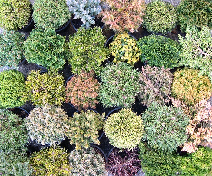 Conifères dans l'aménagement paysager