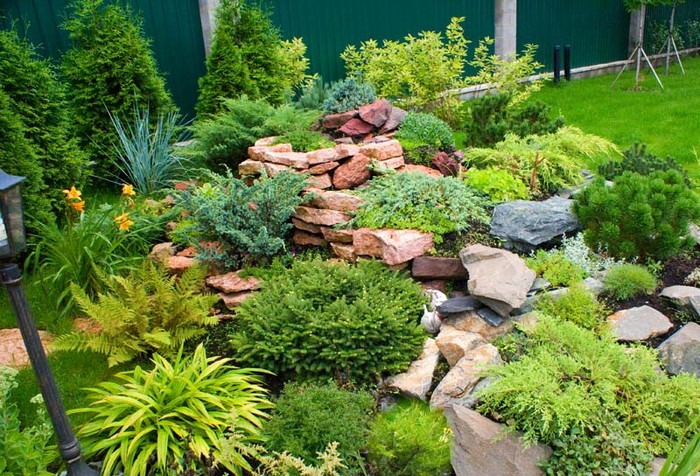 Conifères dans l'aménagement paysager