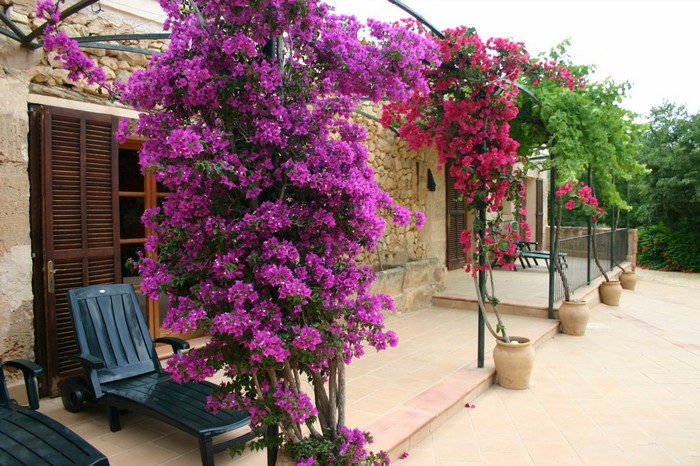 Conception de jardin de fleurs