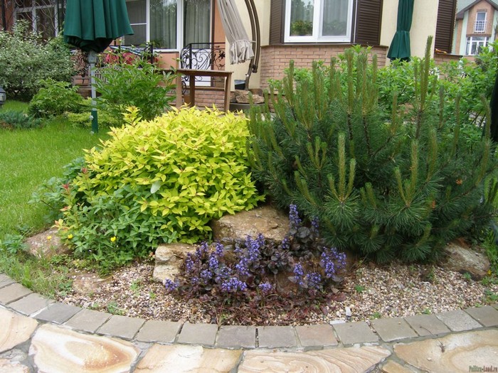 Conception d'un site avec un pin de montagne