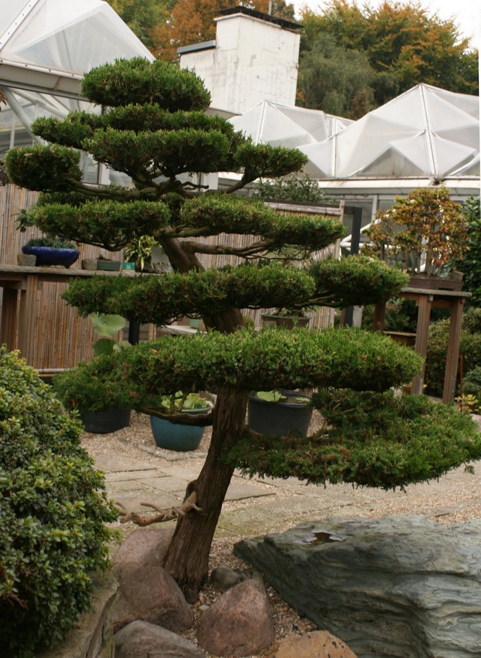 Conception d'un site avec un pin de montagne