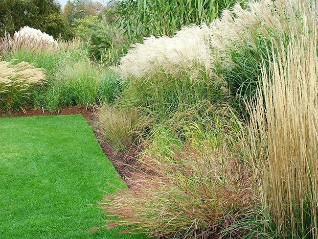 Graminées ornementales