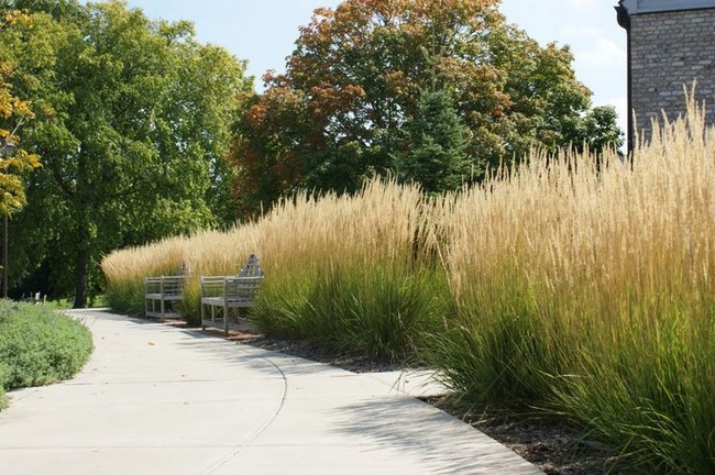 Graminées ornementales