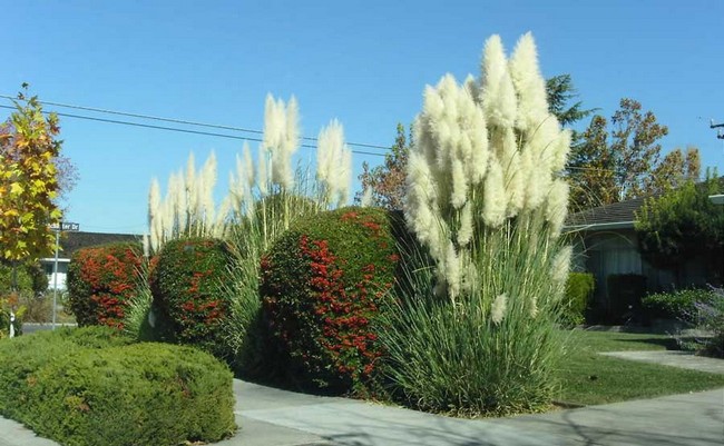 Graminées ornementales