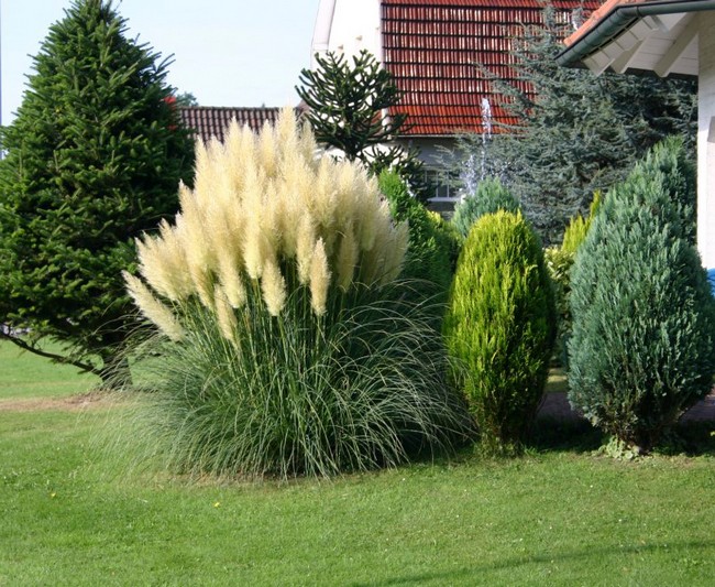 Graminées ornementales