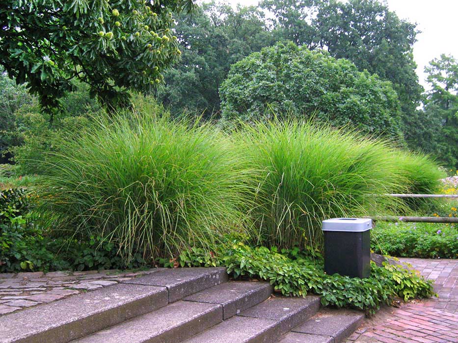Graminées ornementales