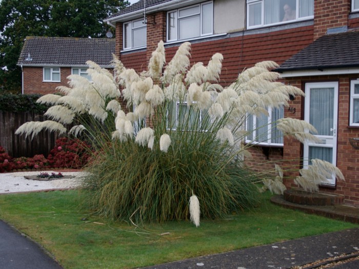 Graminées ornementales