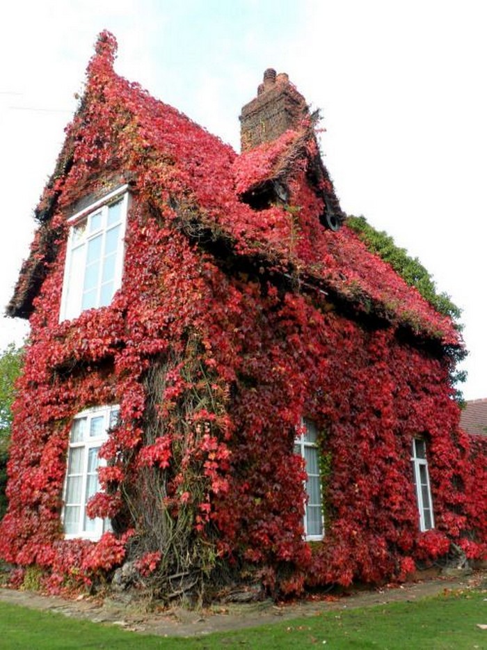 Raisins de fille dans l'aménagement paysager