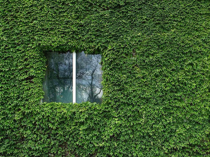 Raisins de fille dans l'aménagement paysager