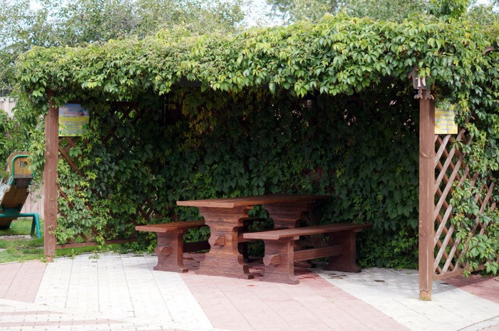 Raisins de fille dans l'aménagement paysager