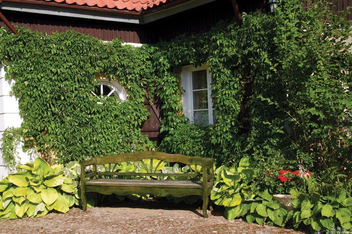 Raisins de fille dans l'aménagement paysager