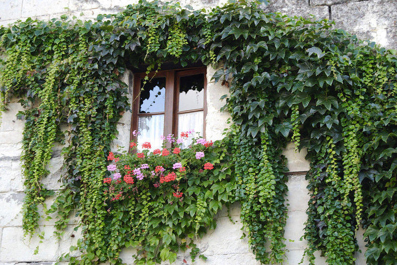 Raisins de fille dans l'aménagement paysager