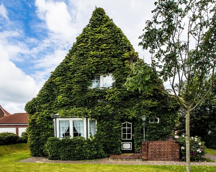 Raisins de fille dans l'aménagement paysager