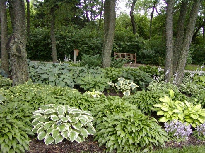 Parterres de fleurs à la campagne