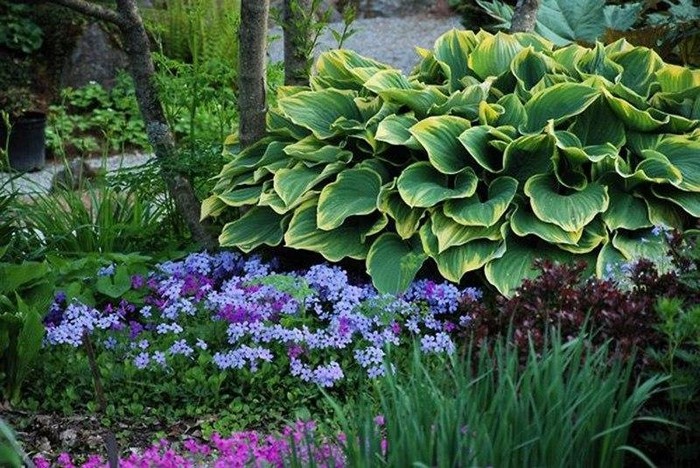Parterres de fleurs à la campagne