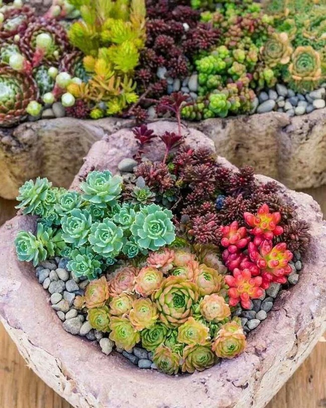 Succulentes