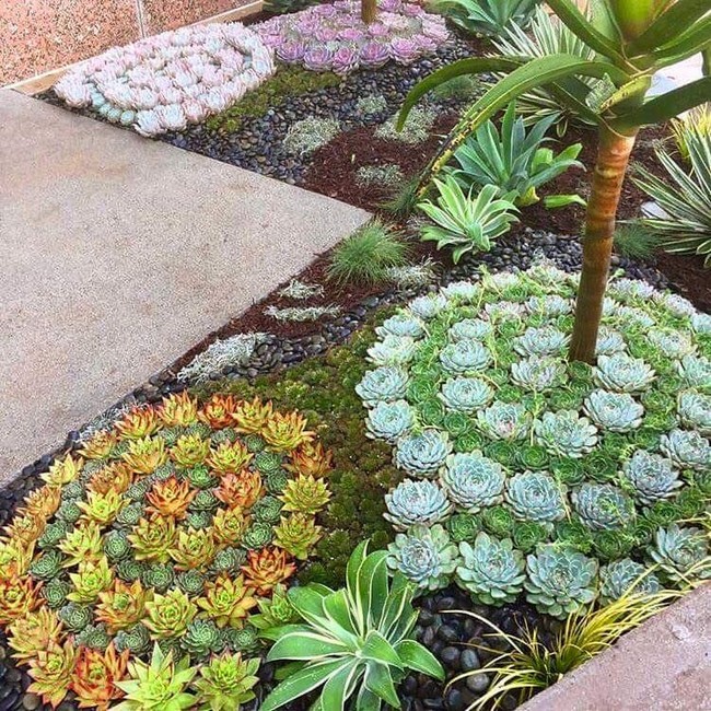 Succulentes