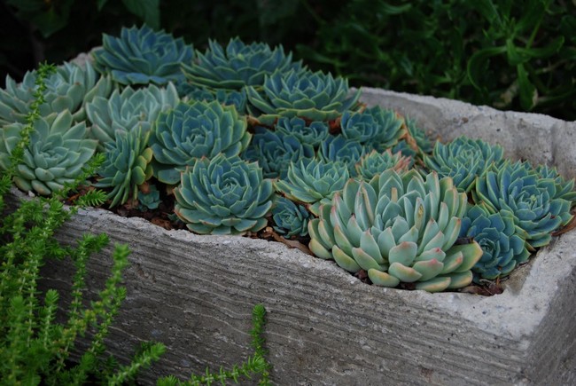 Succulentes
