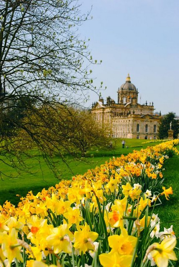 Narcisse dans la conception de la cour et du site