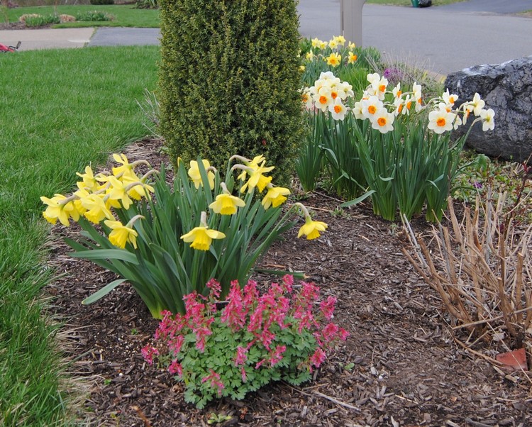 Narcisse dans la conception de la cour et du site
