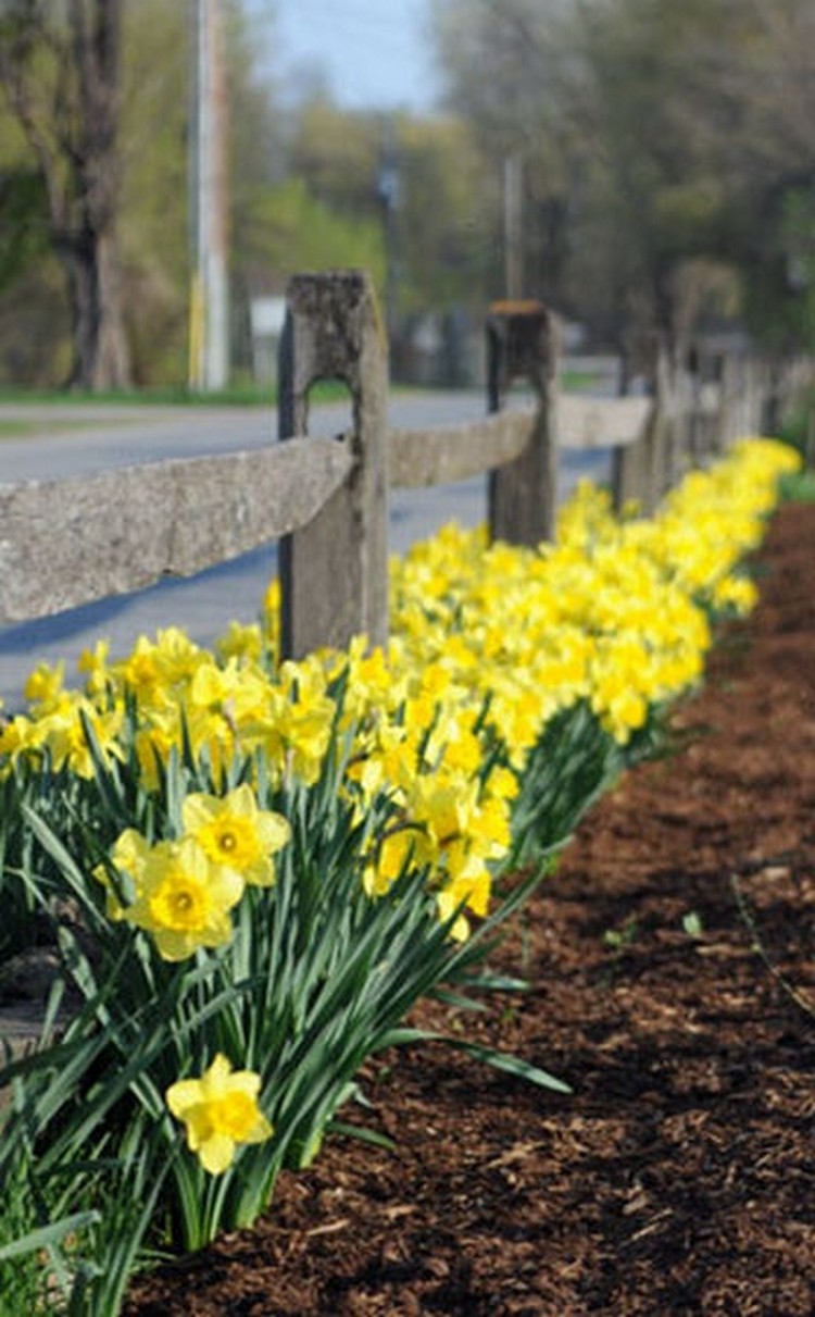Narcisse dans la conception de la cour et du site