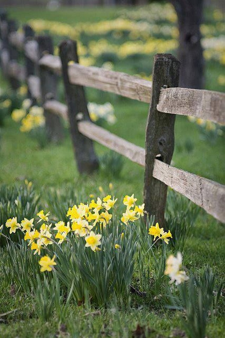 Narcisse dans la conception de la cour et du site