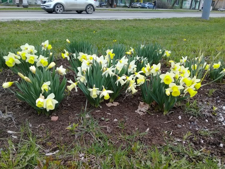 Narcisse dans la conception de la cour et du site