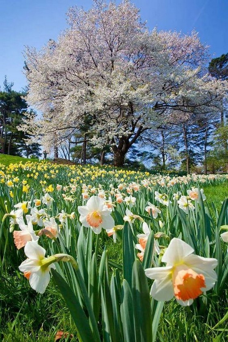 Narcisse dans la conception de la cour et du site