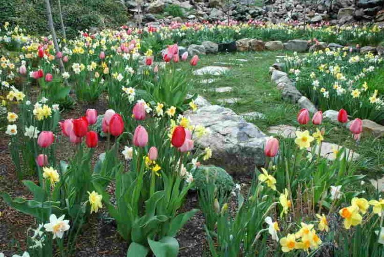 Narcisse dans la conception de la cour et du site