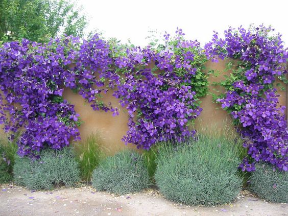 Jardin fleuri le long de la clôture
