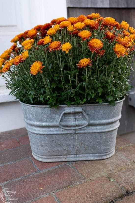 décor de cour de maison privée