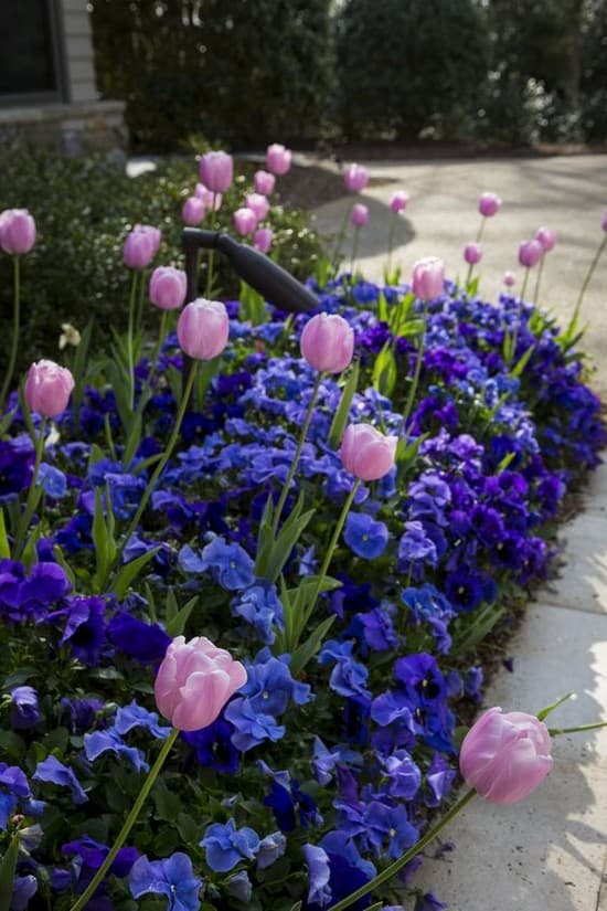conception de parterre de fleurs