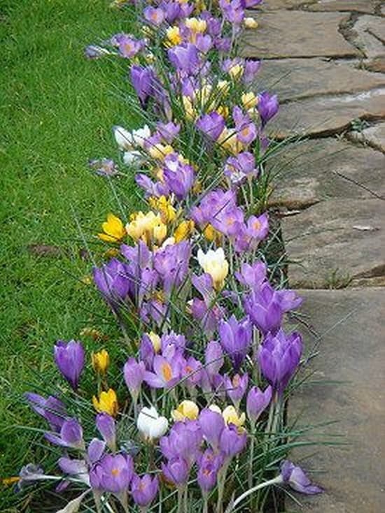 décoration de parterre de fleurs devant la maison